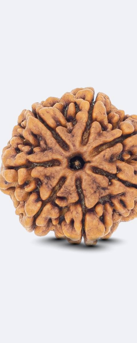 7-Mukhi Rudraksha — Single Bead, Nepal