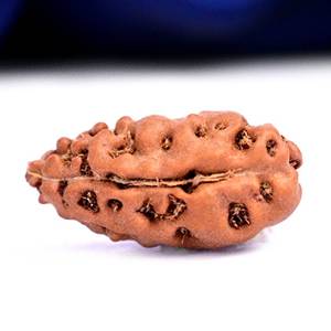 1-Mukhi Rudraksha — Single Face, Java